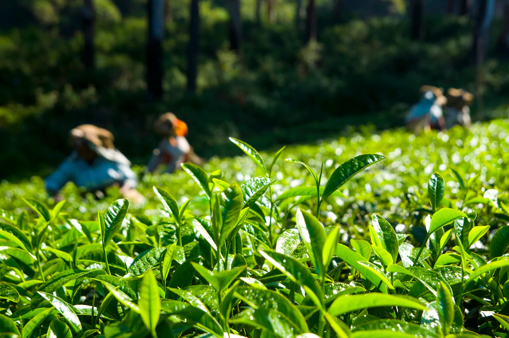 Ceylon tea