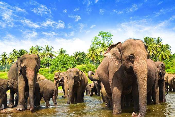 Elephant Orphanage Sri Lanka