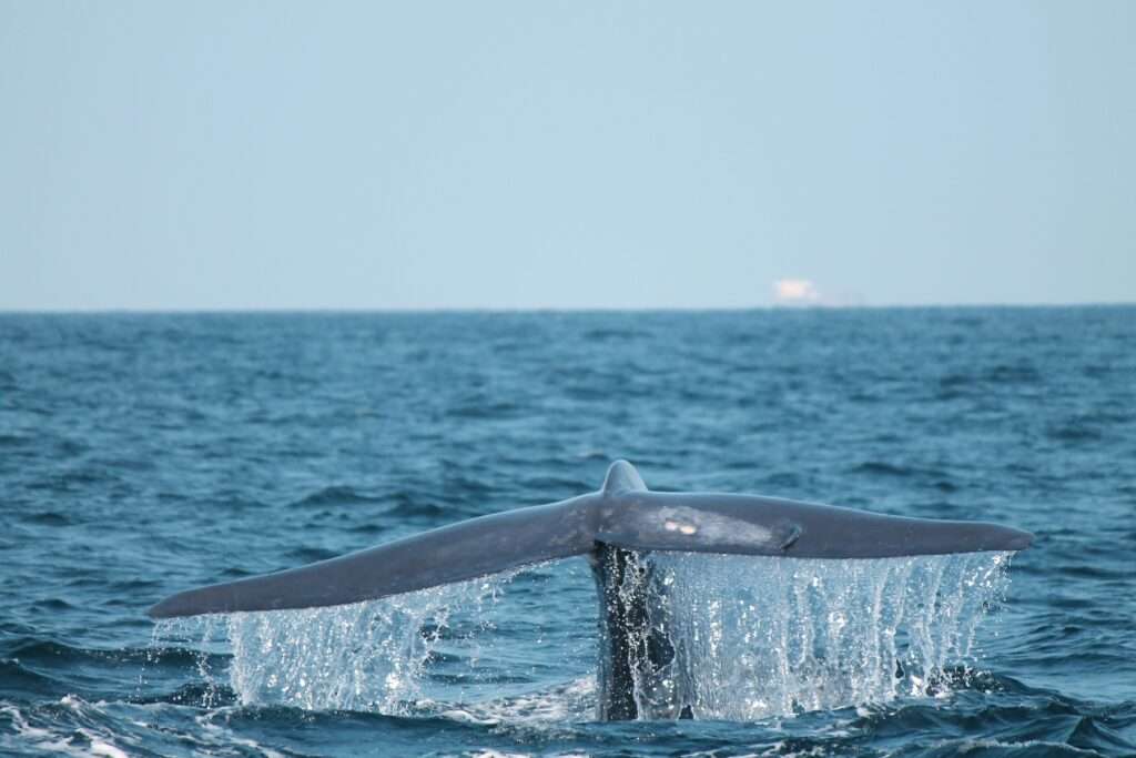 mirissa whale watching