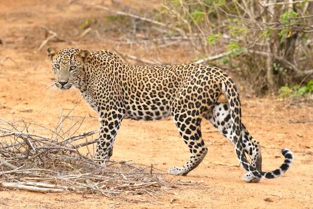 yala national park