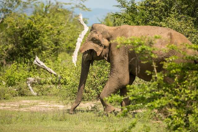 Sri Lanka as your Honeymoon destination