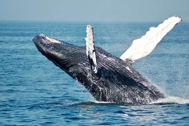 Mirissa A Serene Coastal Town in Sri Lanka whales watching